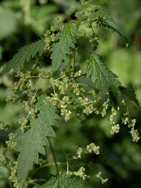 Urtica pilulifera.15