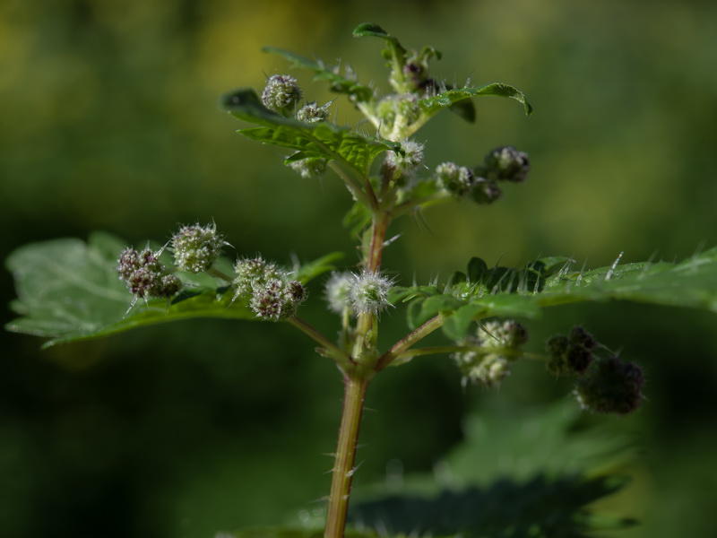 Urtica pilulifera.16