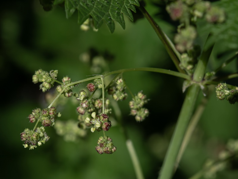 Urtica pilulifera.19