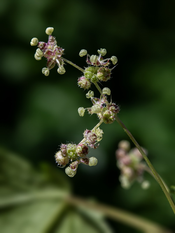 Urtica pilulifera.25