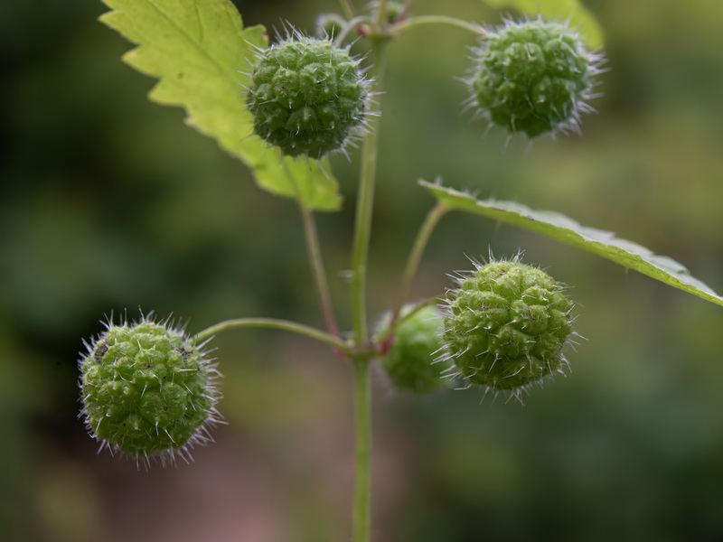 Urtica pilulifera.32