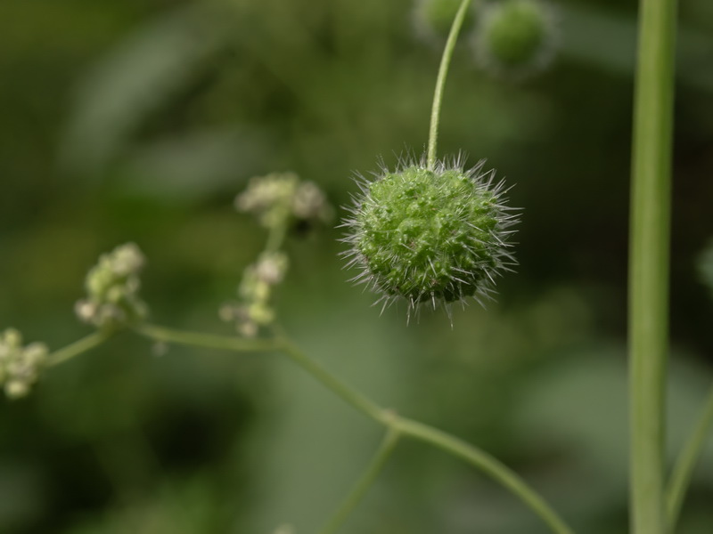 Urtica pilulifera.34
