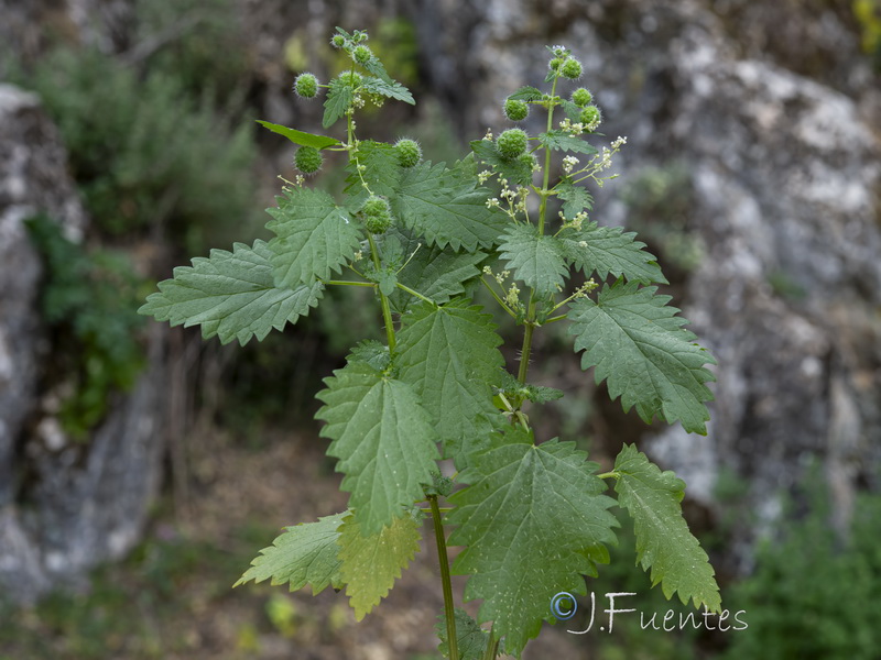 Urtica pilulifera.03