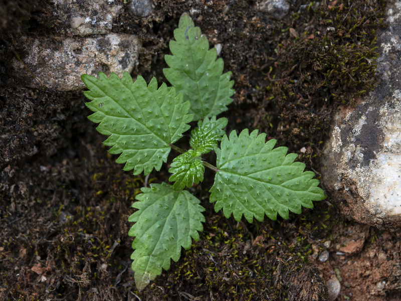 Urtica pilulifera.45