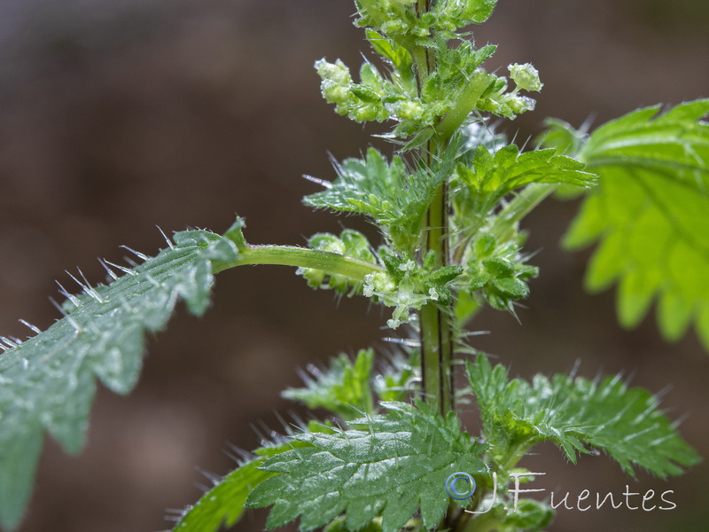 Urtica urens.05