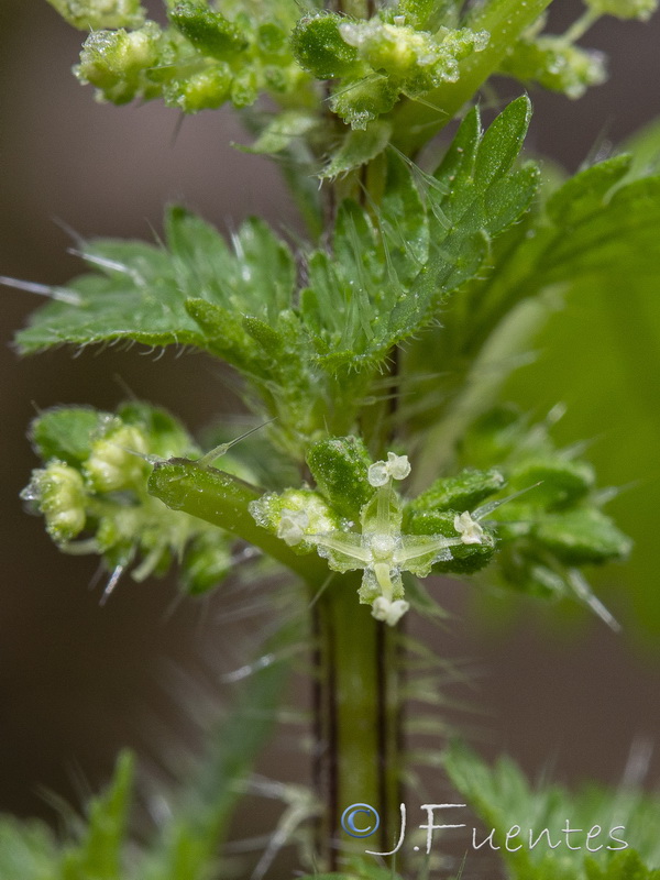 Urtica urens.06