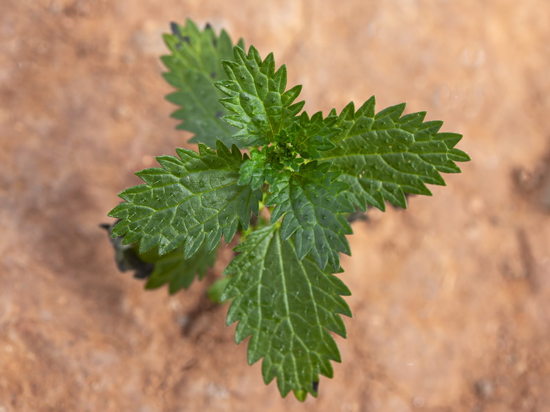Urtica urens.07