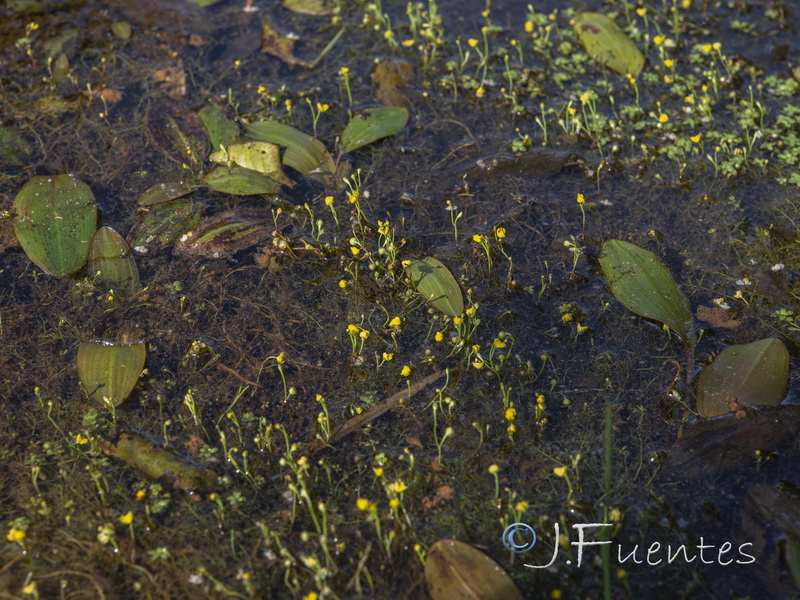 Utricularia gibba.02