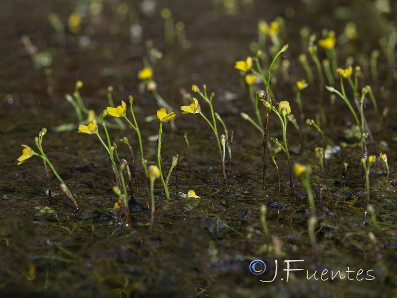 Utricularia gibba.04
