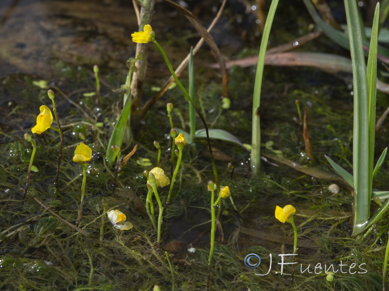 Utricularia gibba.05