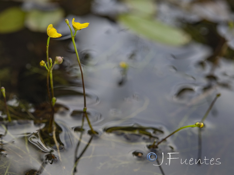 Utricularia gibba.06
