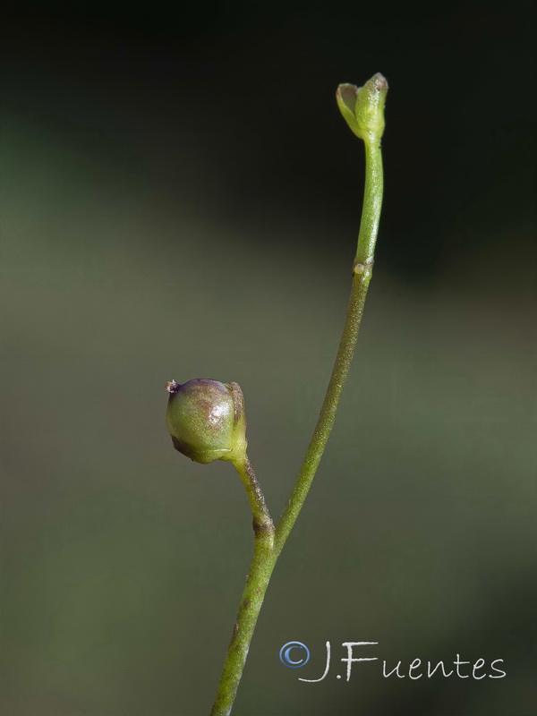 Utricularia gibba.08
