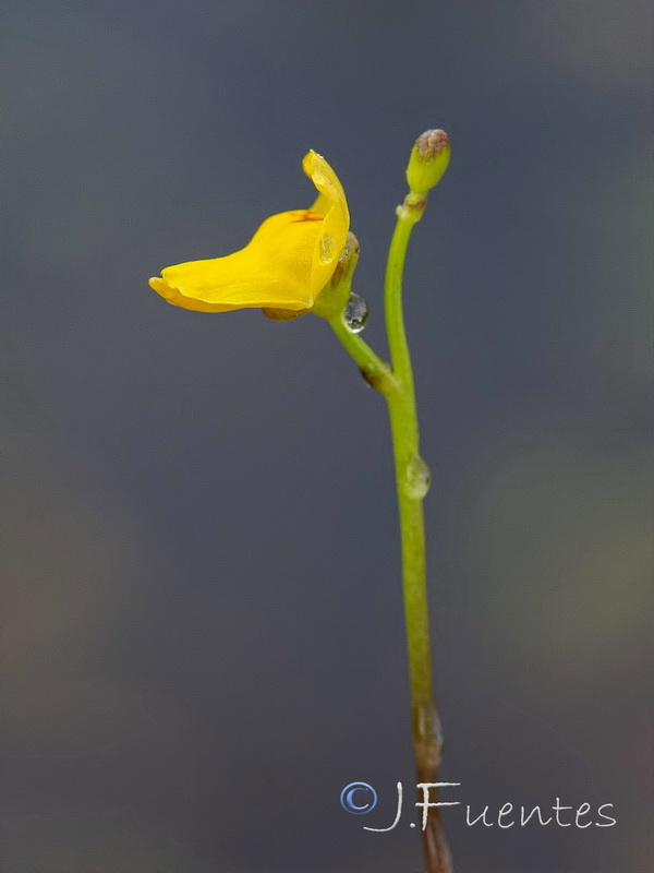 Utricularia gibba.09