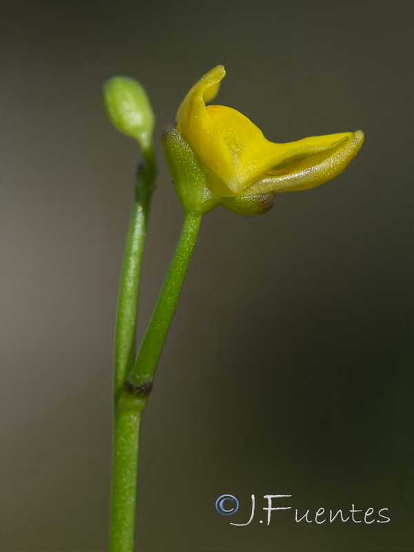 Utricularia gibba.10