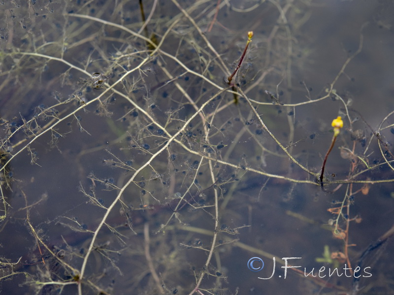 Utricularia gibba.12