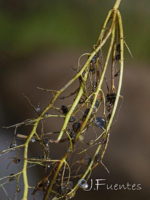 Utricularia gibba.14