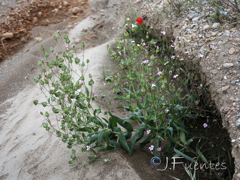 Vaccaria hispanica.01