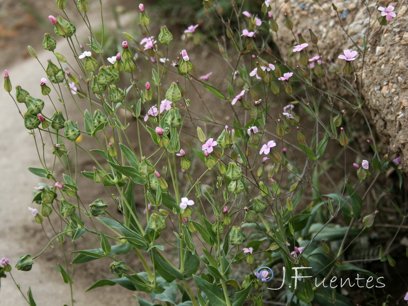 Vaccaria hispanica.02