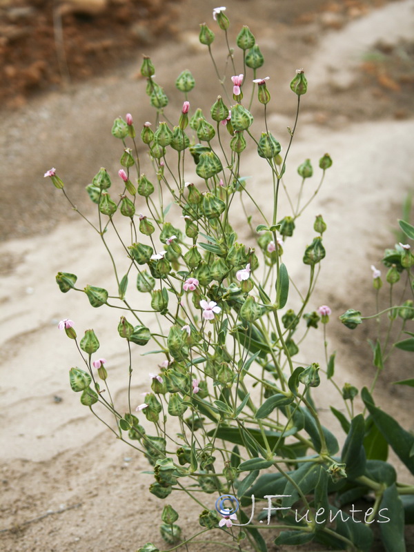 Vaccaria hispanica.03
