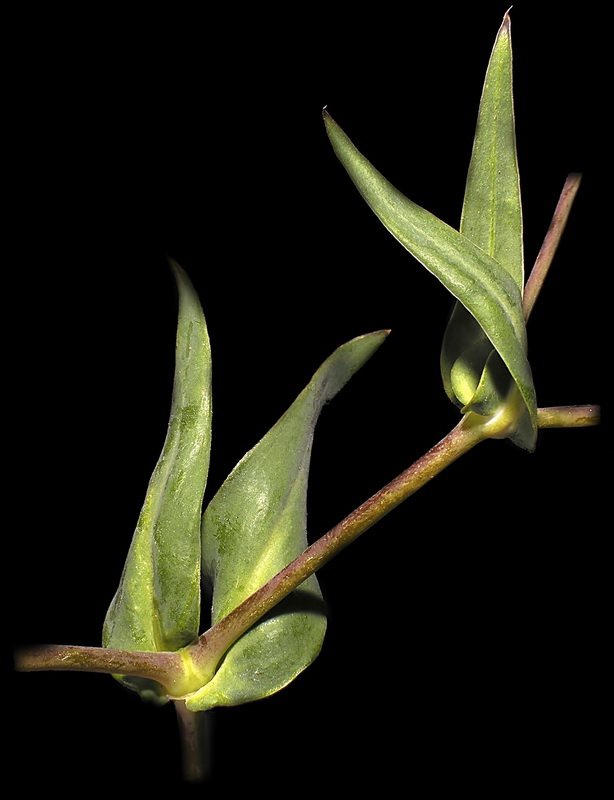 Vaccaria hispanica.04