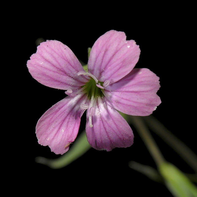 Vaccaria hispanica.05