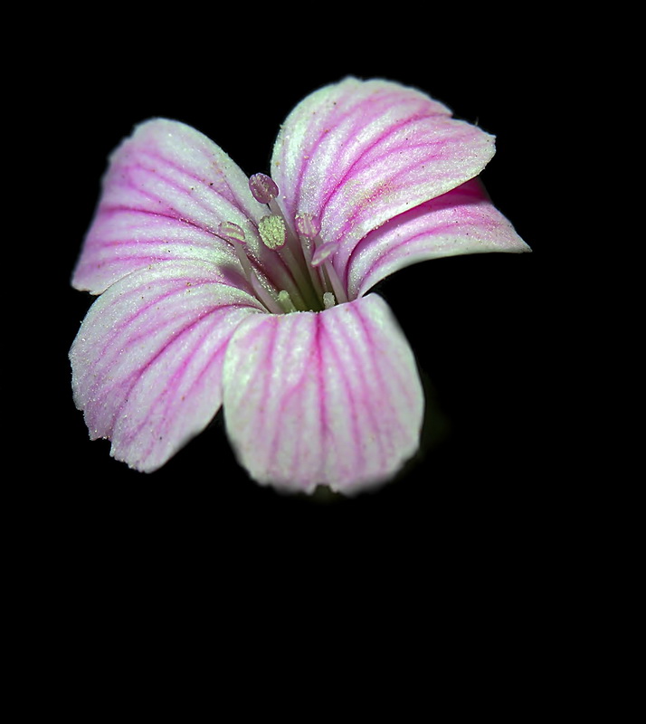 Vaccaria hispanica.07