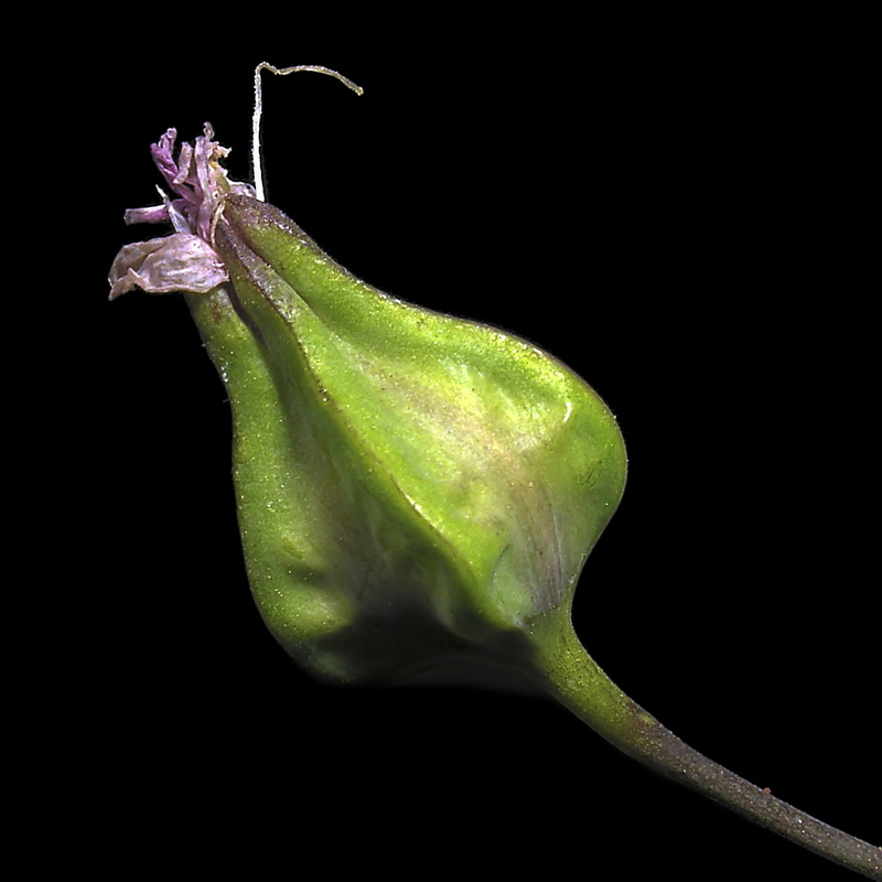 Vaccaria hispanica.08
