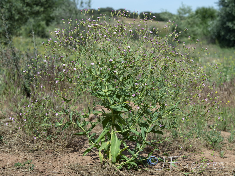 Vaccaria hispanica.09