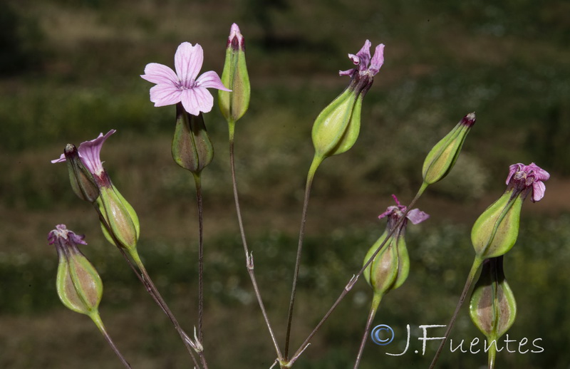 Vaccaria hispanica.12