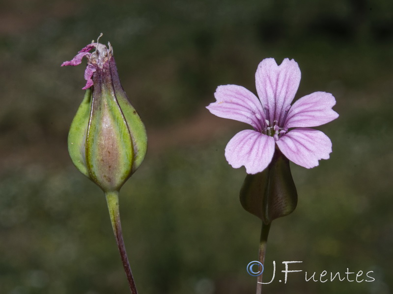 Vaccaria hispanica.13