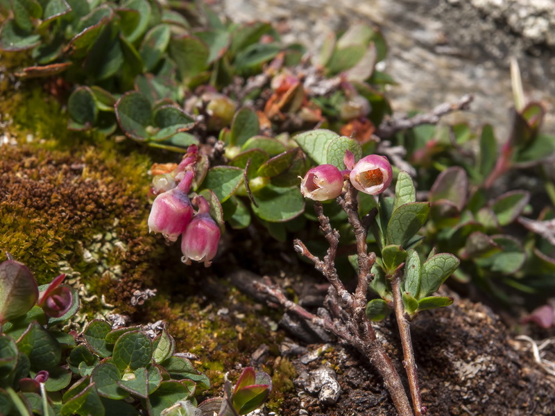 Vaccinium uliginosum nanum.02