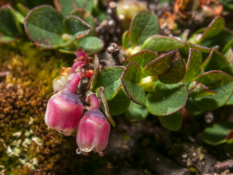 Vaccinium uliginosum nanum.03