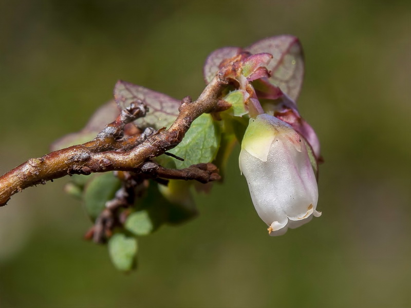 Vaccinium uliginosum nanum.06