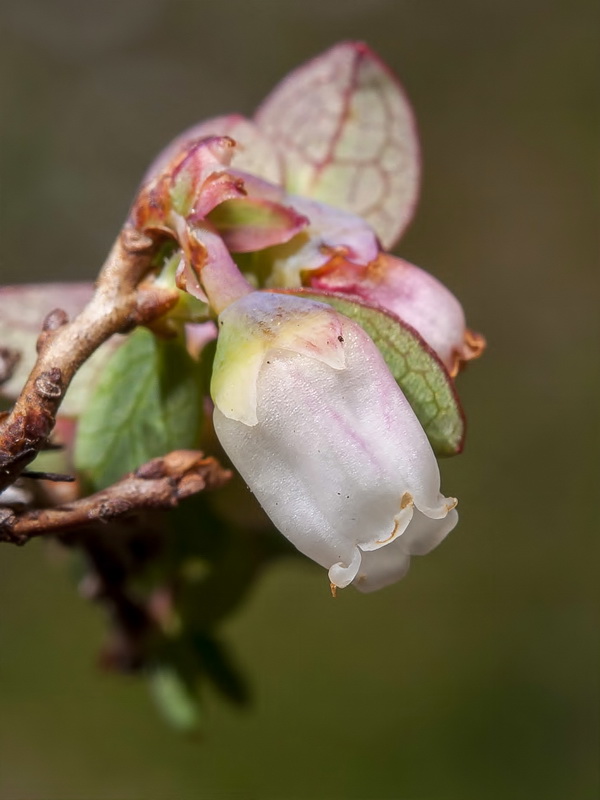 Vaccinium uliginosum nanum.07