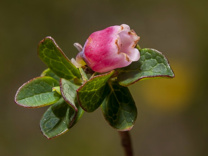 Vaccinium uliginosum nanum.11