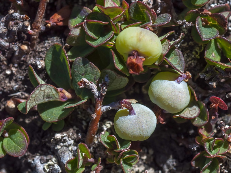 Vaccinium uliginosum nanum.14