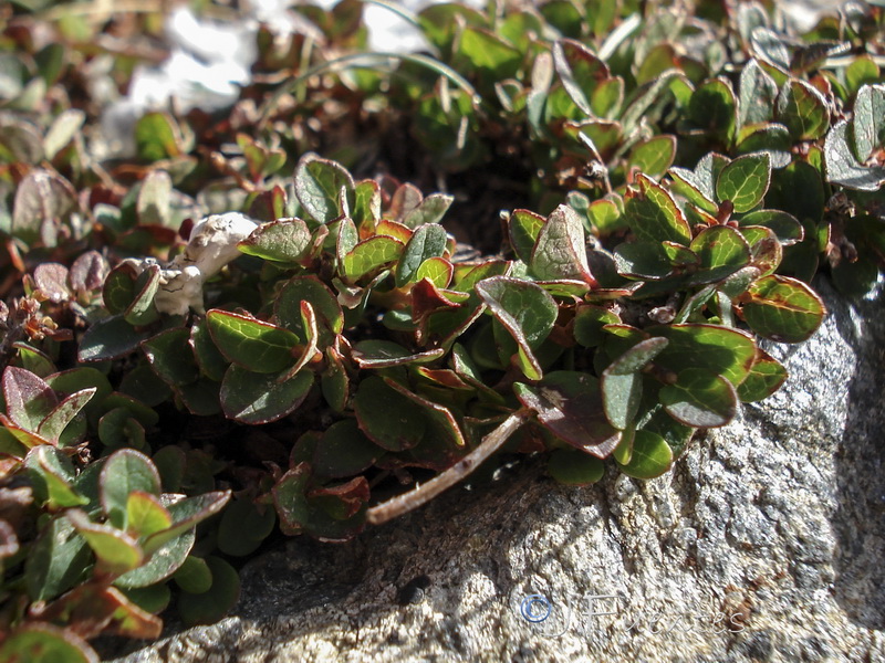 Vaccinium uliginosum nanum.19