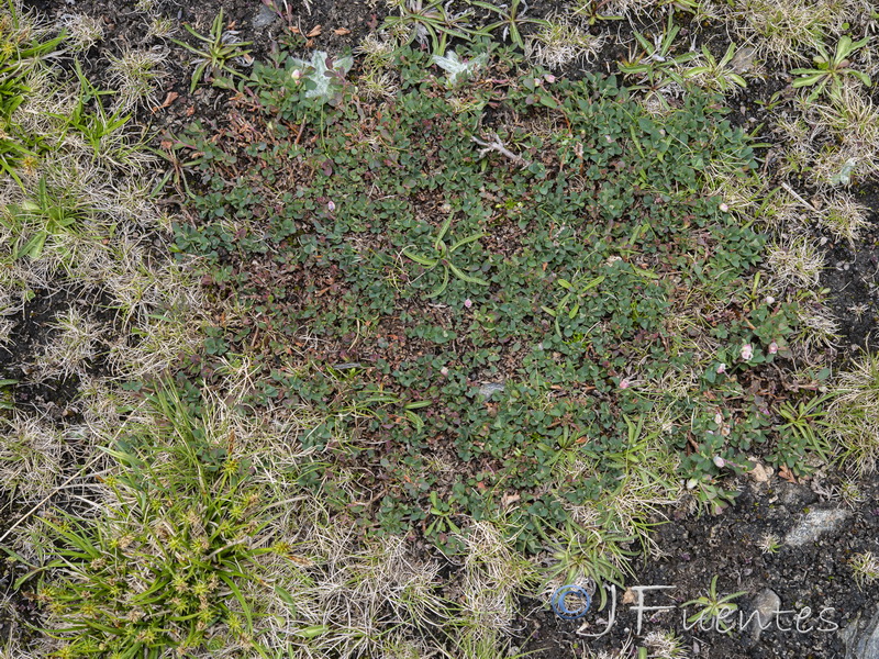 Vaccinium uliginosum nanum.20