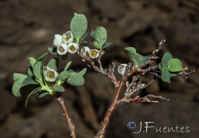 Vaccinium uliginosum nanum.05