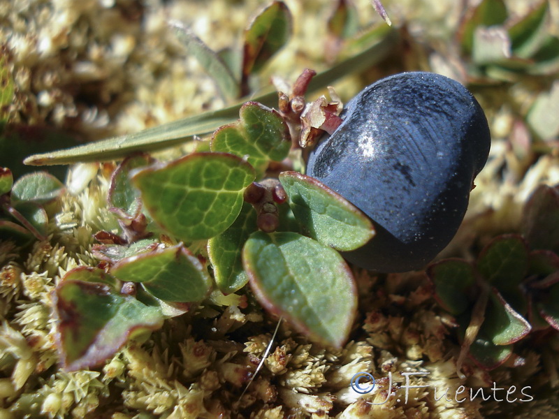 Vaccinium uliginosum nanum.18
