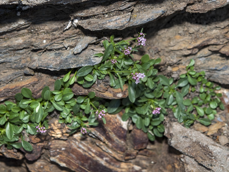 Valeriana apula.02