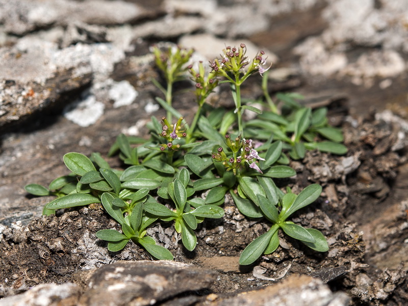 Valeriana apula.03