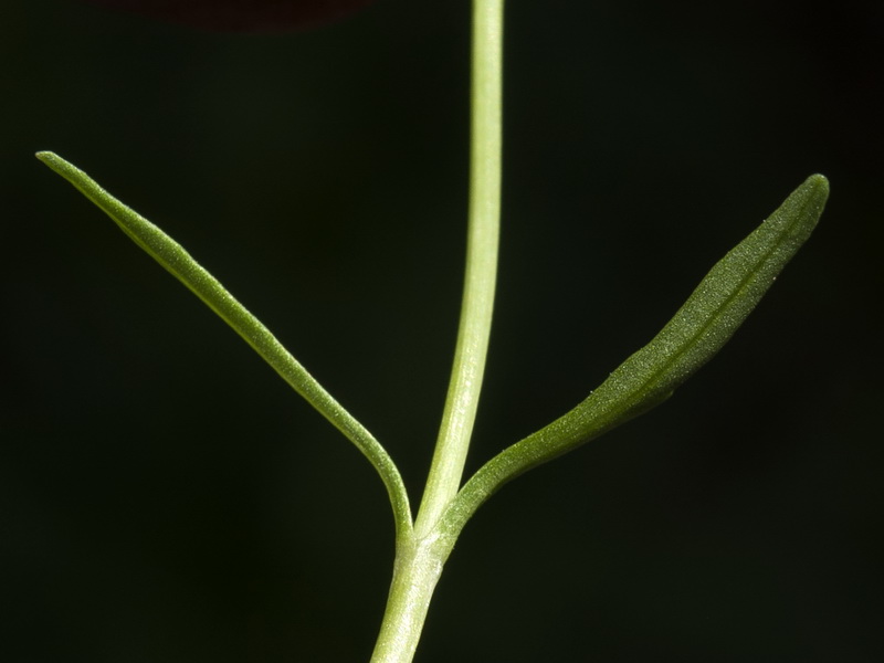 Valeriana apula.10