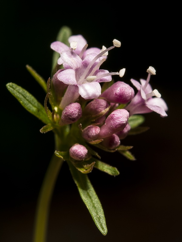 Valeriana apula.14