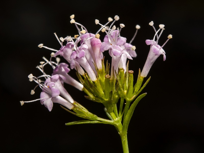 Valeriana apula.19