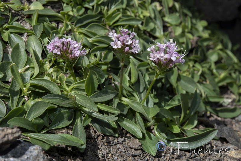 Valeriana apula.28