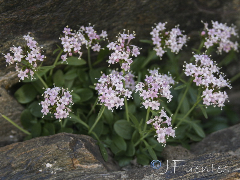 Valeriana apula.29