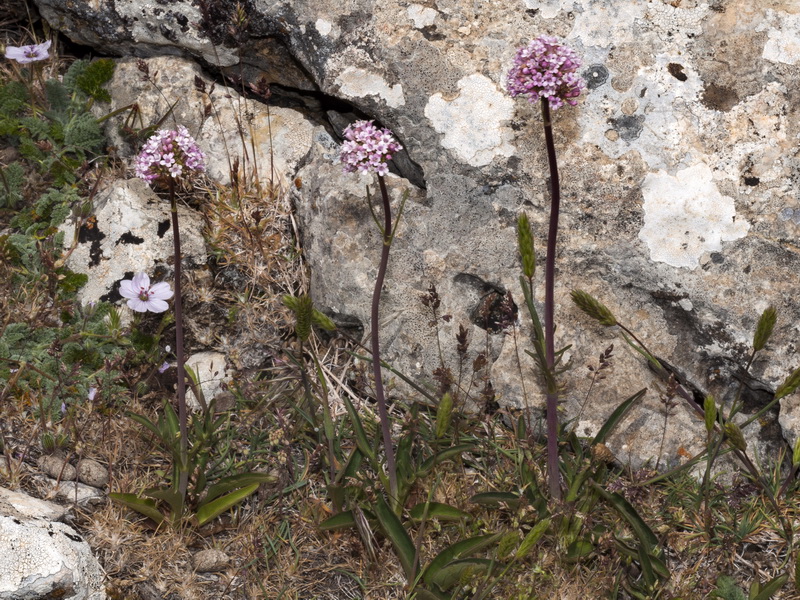 Valeriana tuberosa.02