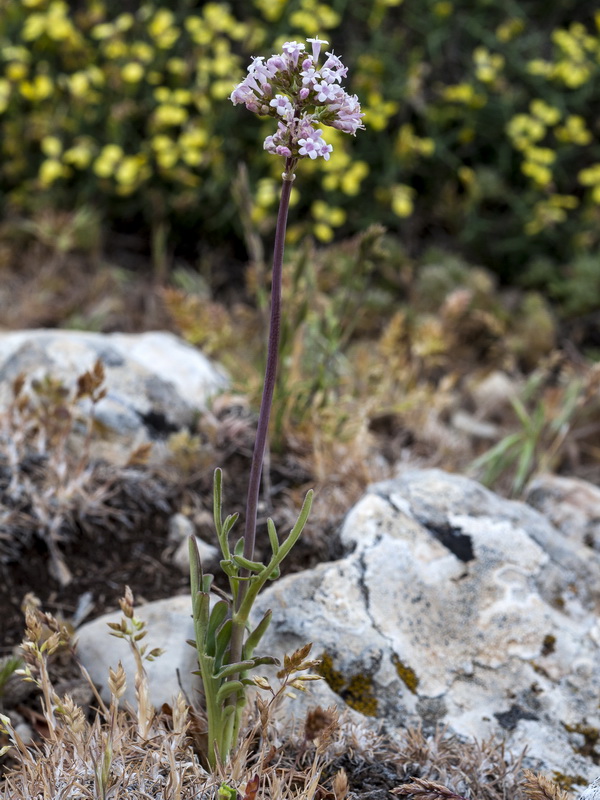 Valeriana tuberosa.06