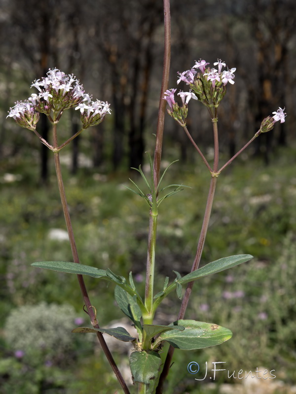 Valeriana tuberosa.24